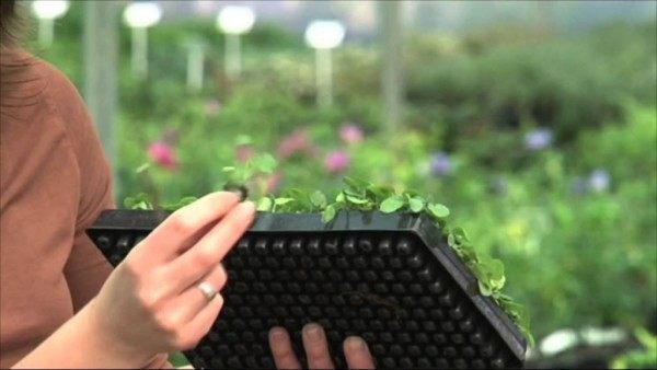jersey-plants-direct-discount